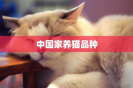 中国家养猫品种